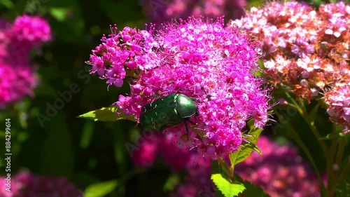 Cetonia aurata - a large green beetle collects pollen on pink flowers in a garden photo