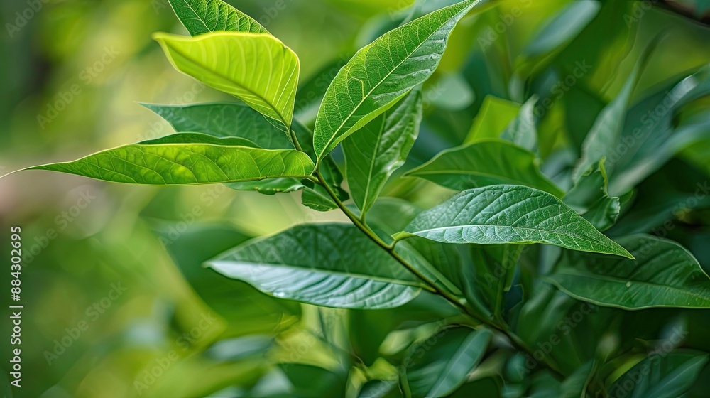 Tapak dara leaves can improve the immune system increase urine production and lower blood sugar Tapak dara leaves can improve the immune system increase urine production and lower blood sugar