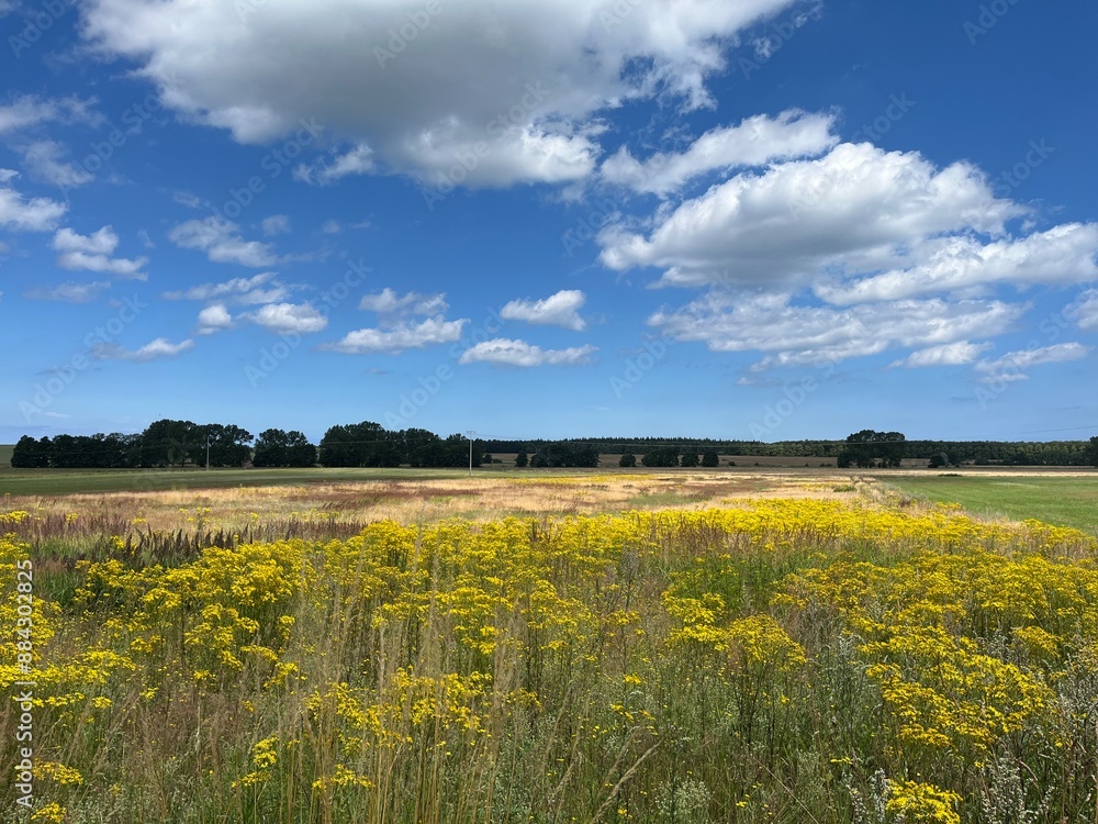 Fototapeta premium a vibrant summer field near Bad Doberan, close to Rostock in Mecklenburg-Vorpommern, with bright yellow flowers under a clear blue sky