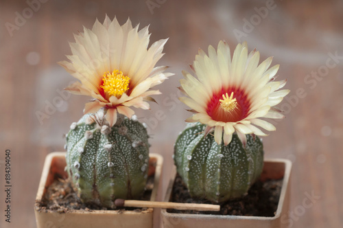 Flowering cactus from Astrophytum family, close-up