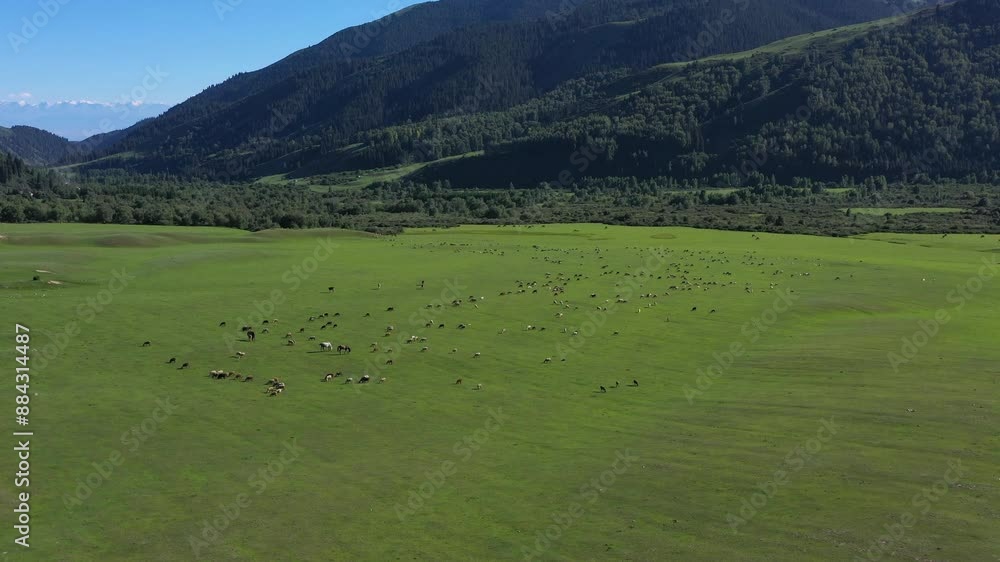 Summer green alpine pasture with sheep and horses in the mountains of Kyrgyzstan. Aerovideo Summer green alpine pasture with sheep and horses in the mountains of Kyrgyzstan. Aerovideo