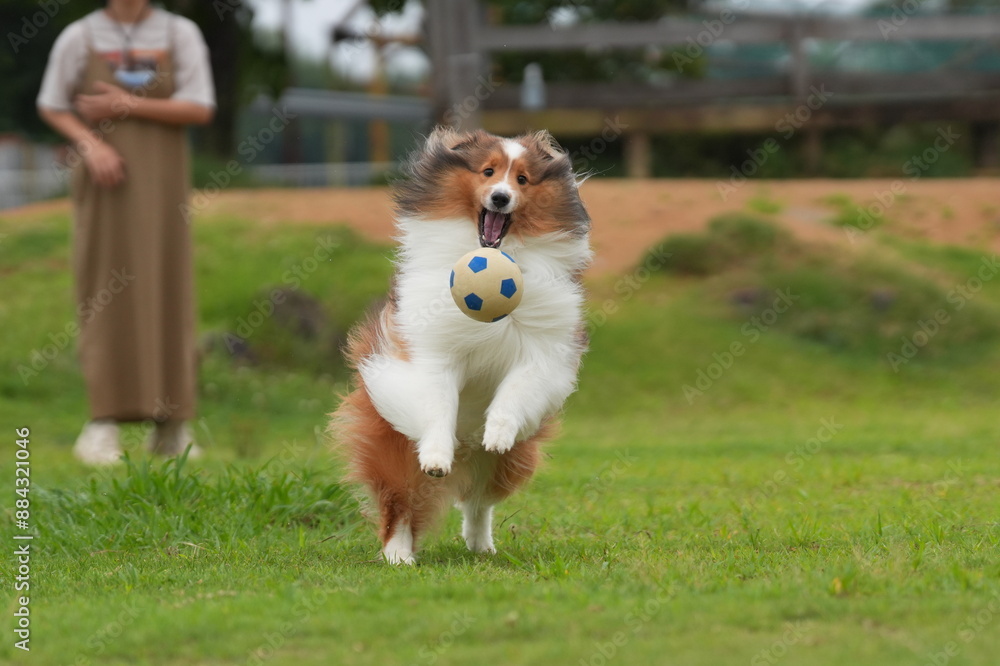 シェルティ