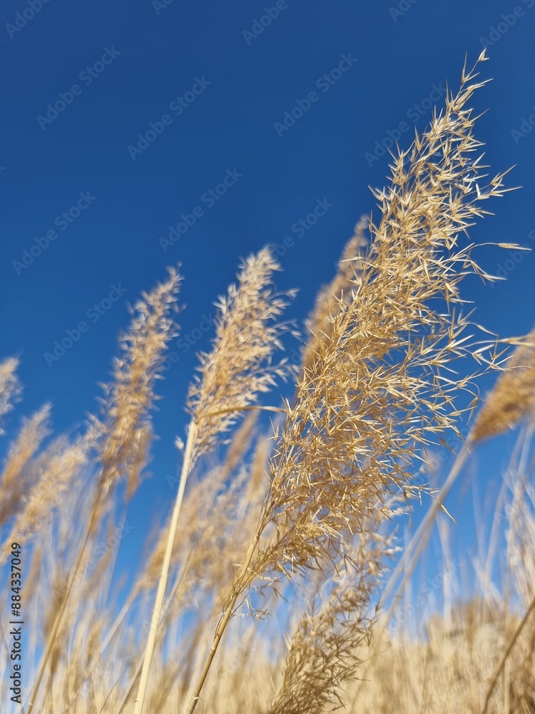 Blue sky and yellow flowers