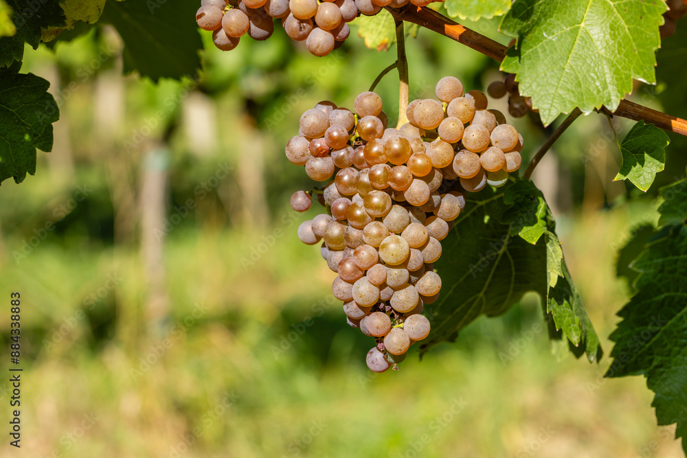 Vineyard with Hibernal near Cejkovice, Southern Moravia, Czech Republic Vineyard with Hibernal near Cejkovice, Southern Moravia, Czech Republic