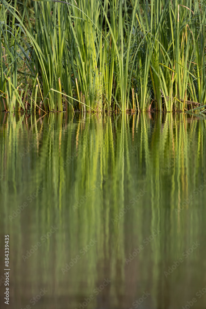 Rezabinec pond, Southern Bohemia, Czech Republic Rezabinec pond, Southern Bohemia, Czech Republic