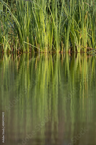 Rezabinec pond, Southern Bohemia, Czech Republic © Richard Semik
