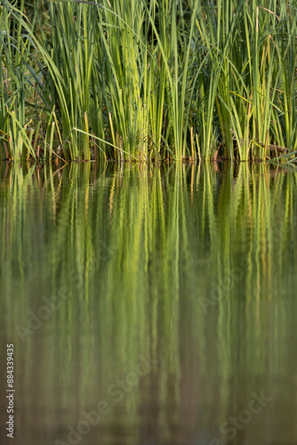 Rezabinec pond, Southern Bohemia, Czech Republic