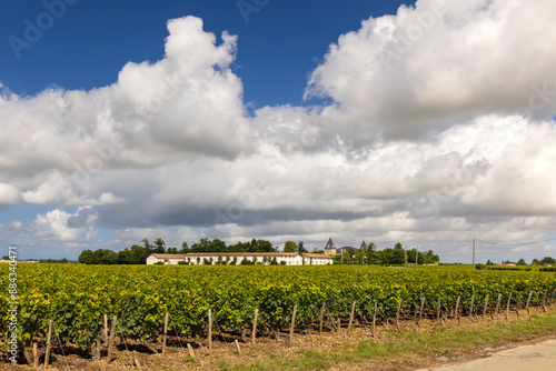 Vineyards with Chateau Cos d'Estournel, Bordeaux, Aquitaine, France photo