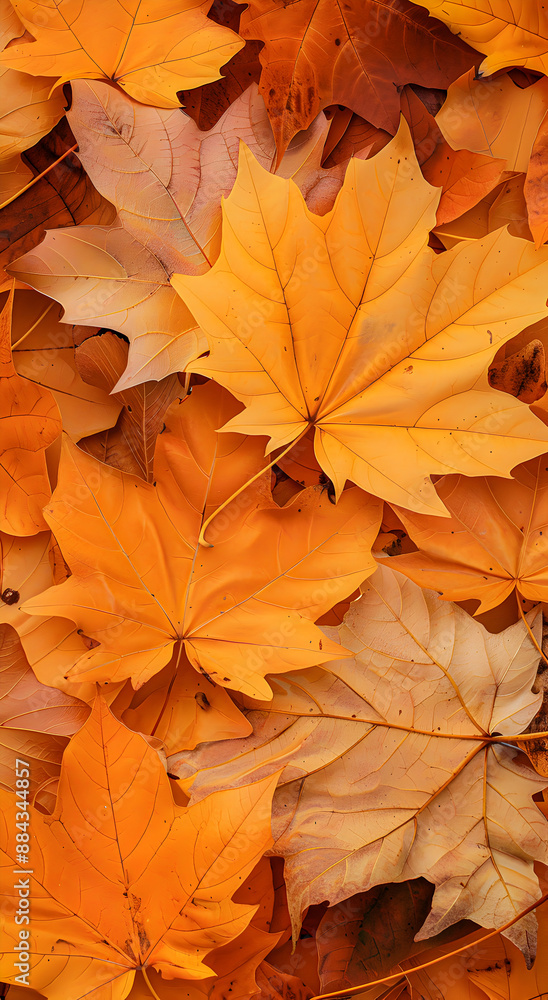 Background group autumn orange leaves. Background group autumn orange leaves.