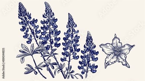 A classic botanical sketch featuring blooming bluebonnet flowers with elegant leaves, reflecting the meticulous beauty of these cherished wildflowers.