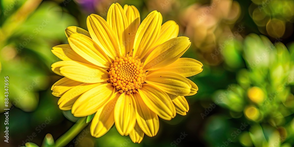 Vibrant yellow flower blooming in high definition clarity, blossom, petals, vibrant, color, light, nature, flora Vibrant yellow flower blooming in high definition clarity, blossom, petals, vibrant, color, light, nature, flora