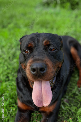 rottweiler in the green grass