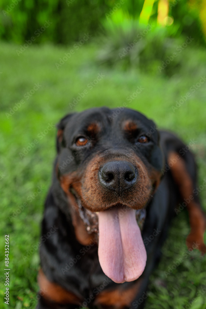 rottweiler in the green grass