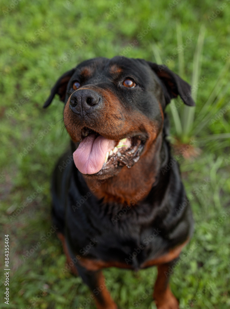 rottweiler in the green grass rottweiler in the green grass