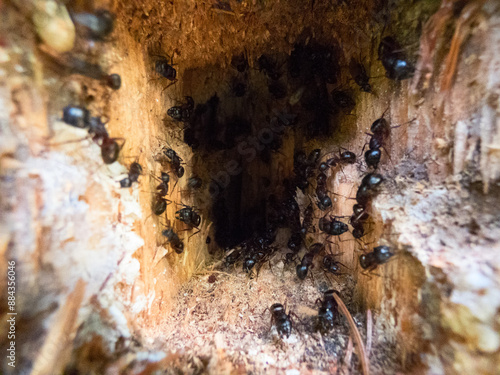 Peeking into nest of angry ants