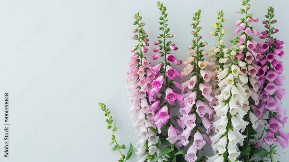 Naklejka premium Serene Foxglove Cascade, Pink and Purple Blooms on Clean White, Woodland Inspired Floral Frame, Nature’s Artistry
