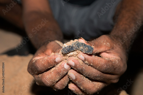 human hands hold newborn sea turtle babies in sand