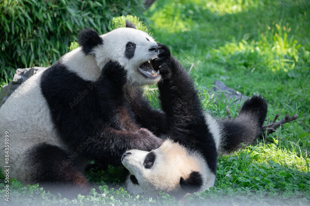 Fototapeta premium cheerful playing pandas on green lawn
