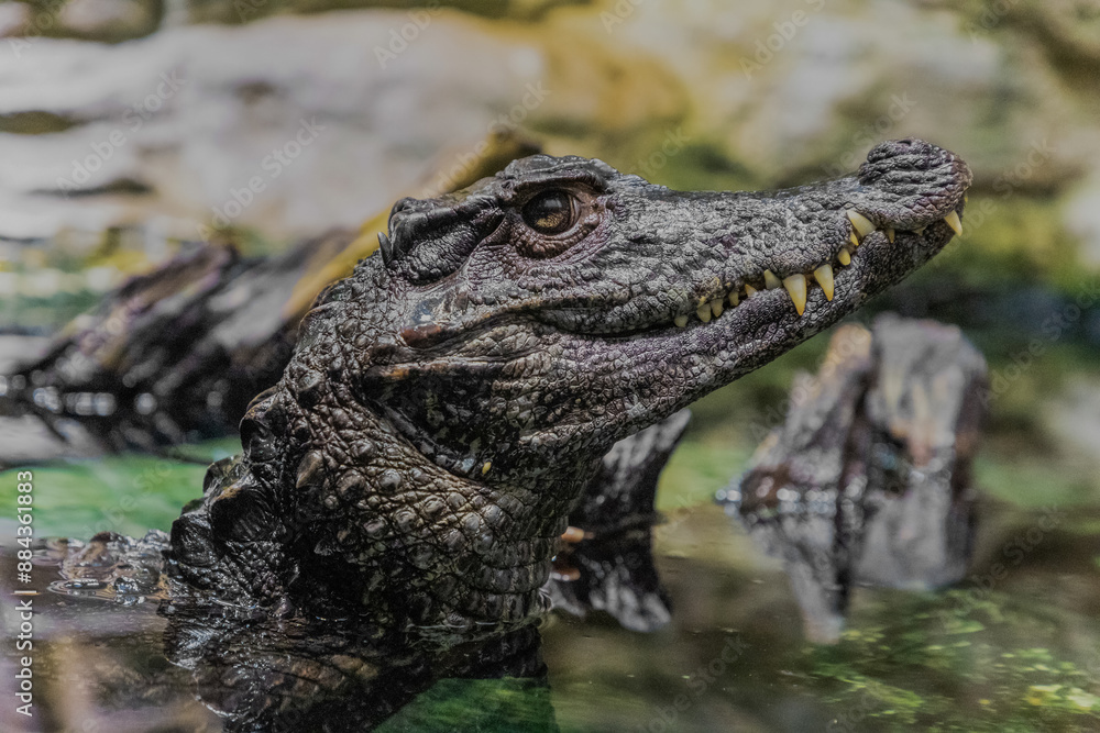Caiman in the water. The yacare caiman Caiman yacare Caiman in the water. The yacare caiman Caiman yacare