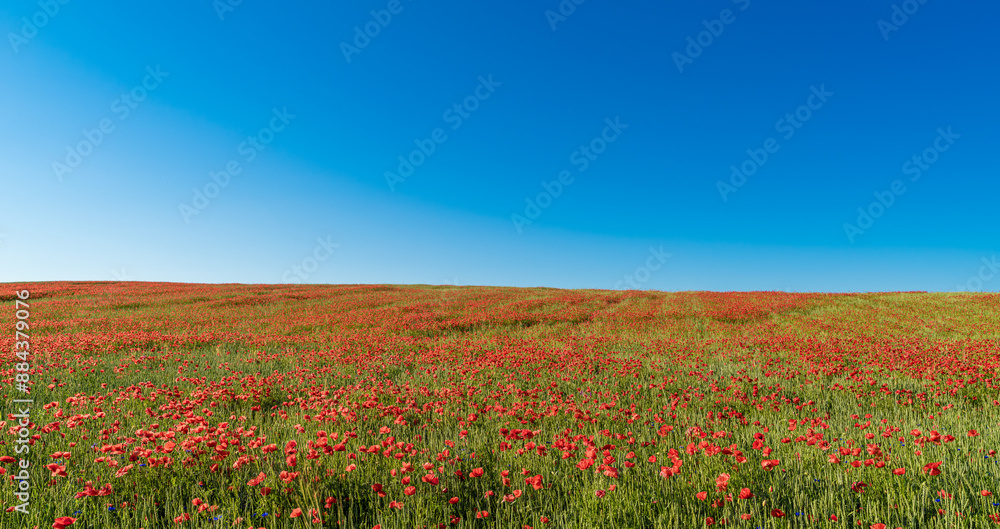 A picturesque scene with a vibrant poppy field blooming under a clear blue sky on a sunny summer day A picturesque scene with a vibrant poppy field blooming under a clear blue sky on a sunny summer day