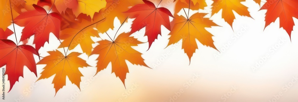 Banner Abstract flowing waves with red maples on white background with beautiful bokeh and with copy space Banner Abstract flowing waves with red maples on white background with beautiful bokeh and with copy space