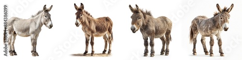 Four donkeys standing in a row isolated on a white background, showcasing different colors and textures of their coats.