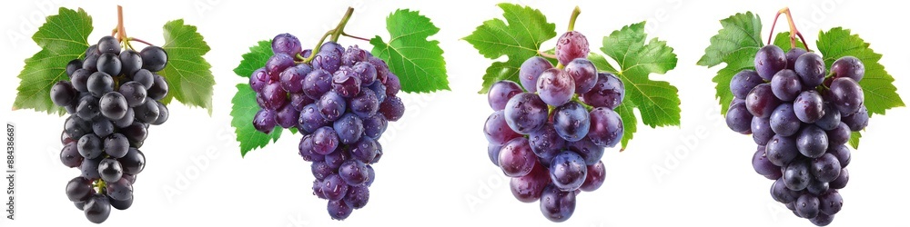 Fototapeta premium Four vibrant grape clusters with lush green leaves, showcasing a variety of fresh and juicy purple and black grapes, perfect for any culinary use.