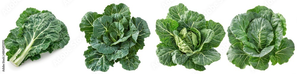 Fresh collard greens isolated on white background. Healthy leafy vegetable in various stages. Perfect for nutrition and cooking concepts. Fresh collard greens isolated on white background. Healthy leafy vegetable in various stages. Perfect for nutrition and cooking concepts.