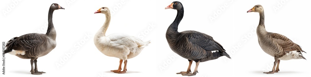 Group of four different ducks standing in a line on a white background, showcasing various plumage colors and breeds. Group of four different ducks standing in a line on a white background, showcasing various plumage colors and breeds.
