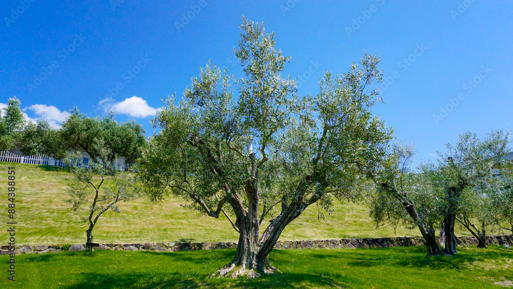 小豆島のオリーブの木