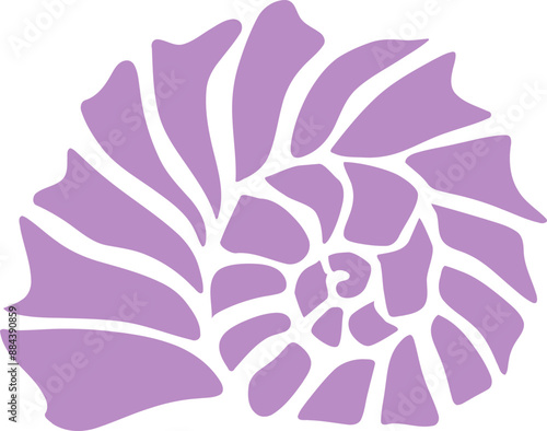 Seashell Illustration 