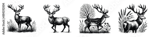 hand drawn sketch of a deer set . vector illustration design. Vintage engraving of isolated deer