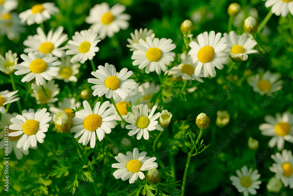 Fototapeta premium white daisy flowers with white petals in full frame background