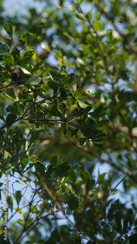 close up zoom green leaves on a tree at Papandayan mountain, West Java, Indonesia close up zoom green leaves on a tree at Papandayan mountain, West Java, Indonesia