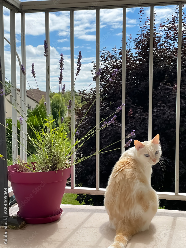 Chat sur la balcon