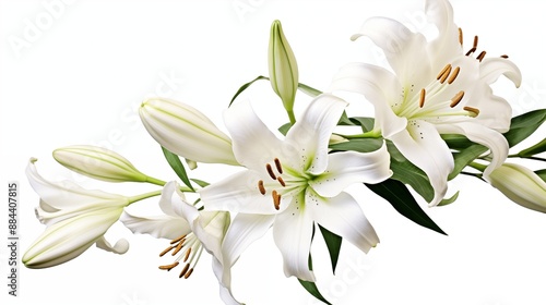 Beautiful Arrangement of White Lilies with Green Leaves