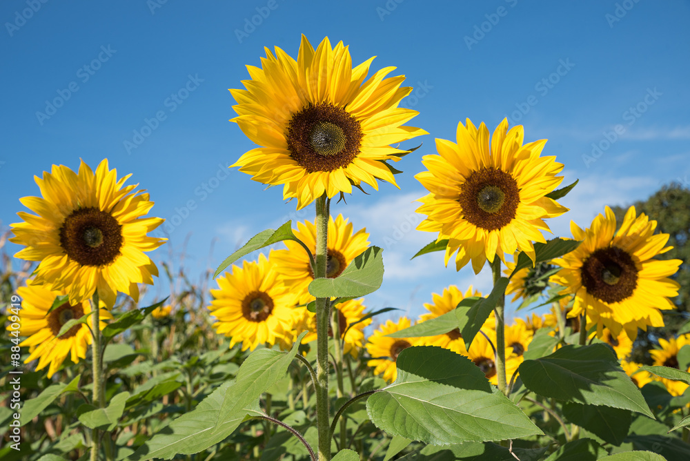 blooming sunflowers, blue sky above blooming sunflowers, blue sky above
