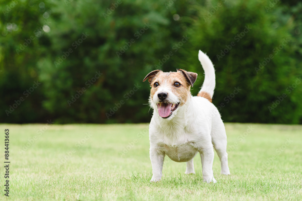Cheerful playful dog playing on green grass lawn on summer day. Portrait of active healthy dog.