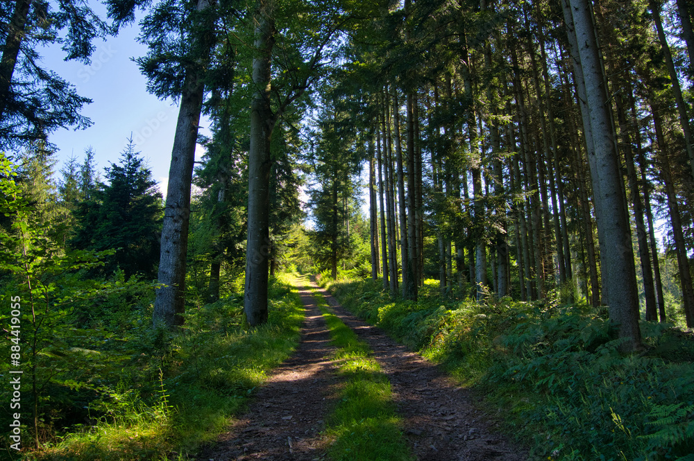 Auf dem Hahn und Henne Wanderweg bei Nordrach im Schwarzwald Auf dem Hahn und Henne Wanderweg bei Nordrach im Schwarzwald
