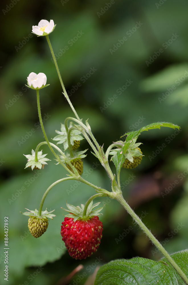 The Wild Strawberry (Fragaria vesca) The Wild Strawberry (Fragaria vesca)