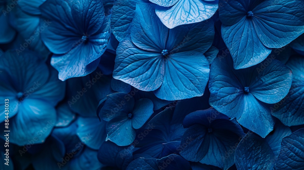A close up of blue flowers. A close up of blue flowers.