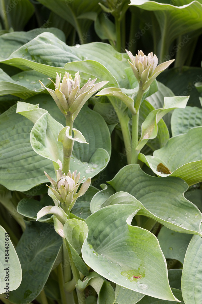 Obraz premium Hosta - Agavoideae