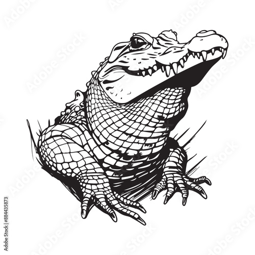 Alligator Vector Images . hand drawn illustration of a Alligator isolated on white