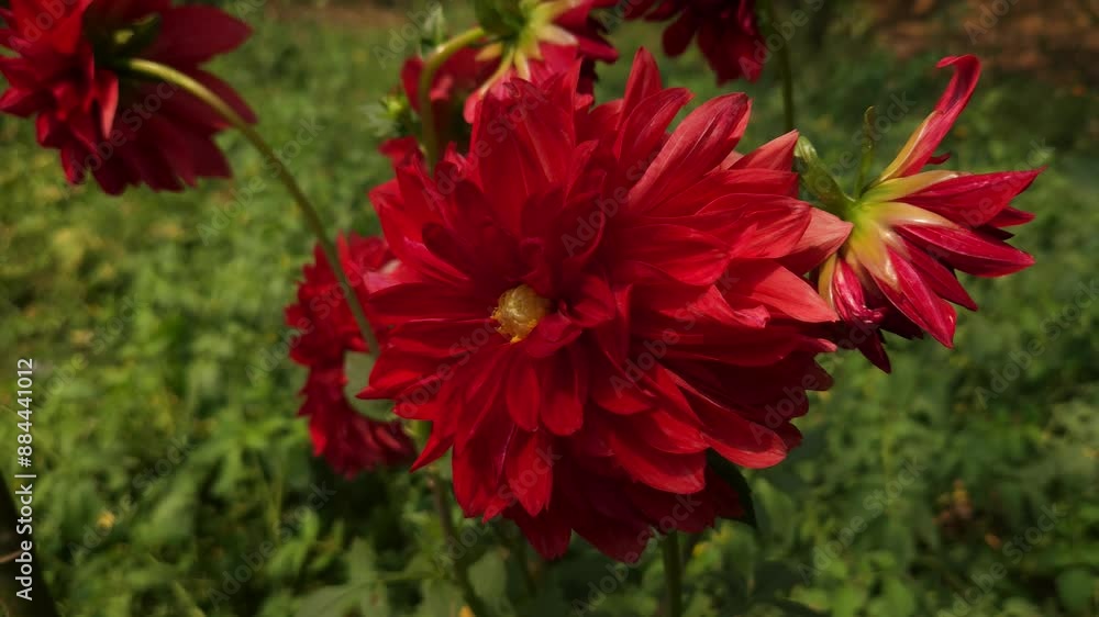 Dahlia Flowers In The Garden, India Dahlia Flowers In The Garden, India