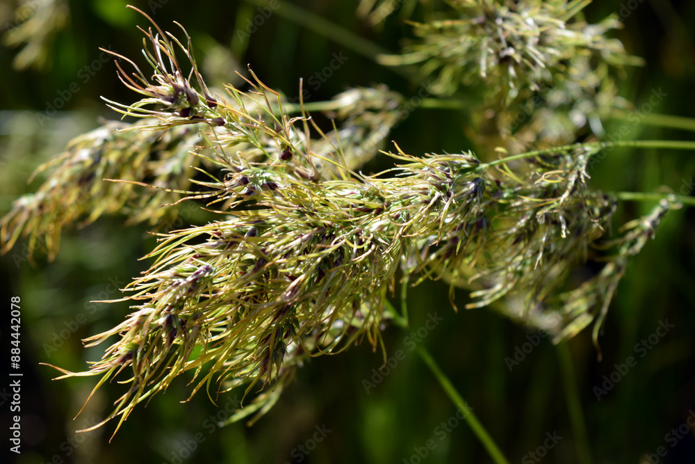 Beautiful and unrepeatable nature, wild plants and herbs. Small and sparse spikelets from mature grass, illuminated by a sunny color. Beautiful and unrepeatable nature, wild plants and herbs. Small and sparse spikelets from mature grass, illuminated by a sunny color.