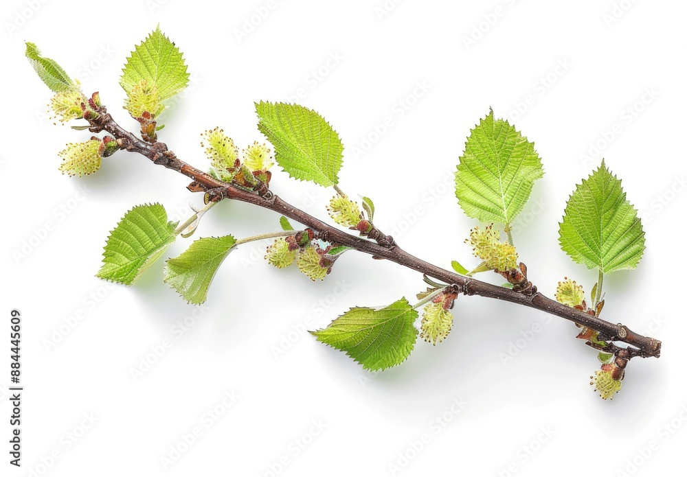 A Branch of Spring: Birch Branch with New Leaves and Buds A Branch of Spring: Birch Branch with New Leaves and Buds