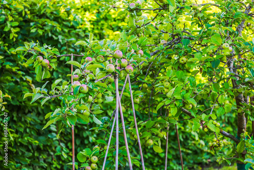 Obraz na plátně Apple tree with ripening fruit and green leaves supported by stakes in garden on sunny day