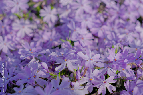 紫色の芝桜　Purple Shiba Cherry Blossom