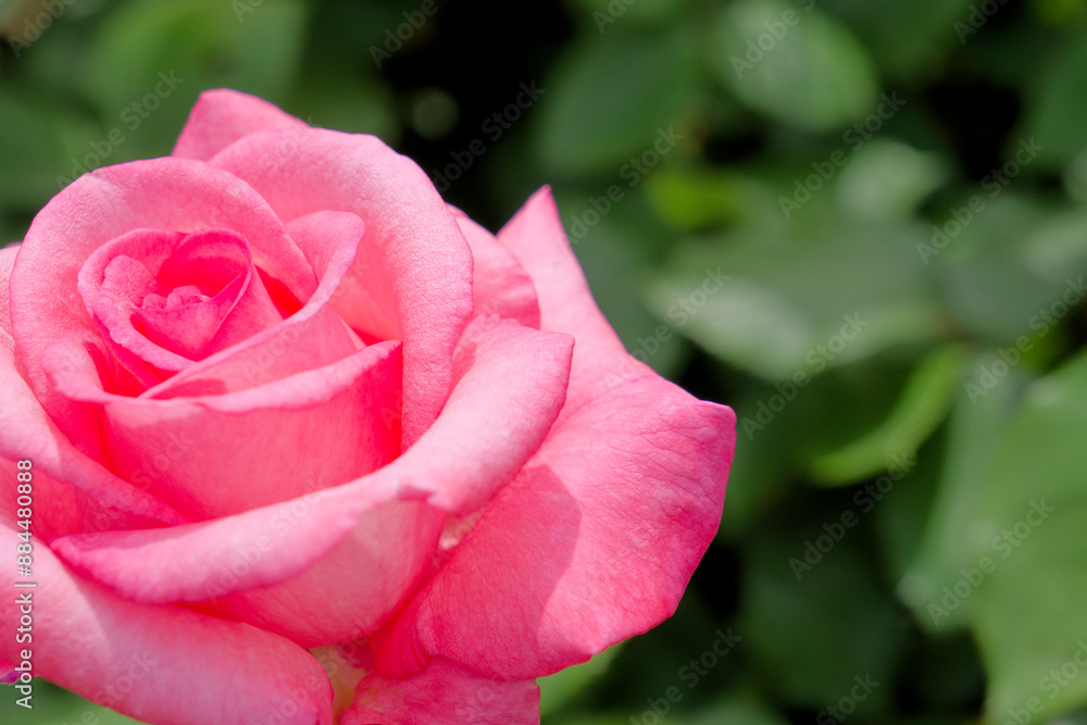 ピンク色のバラ Pink roses ピンク色のバラ Pink roses