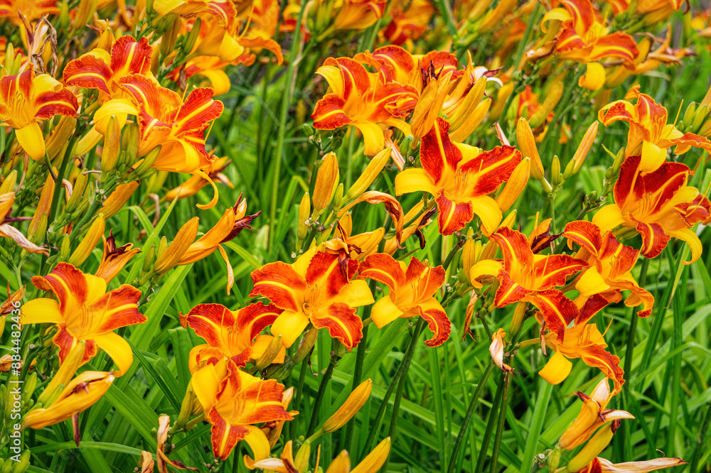 Yellow and red flowers of fragrant tiger lilies in the garden Yellow and red flowers of fragrant tiger lilies in the garden